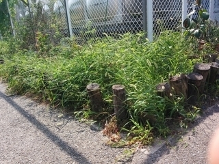 写真：東門花壇1