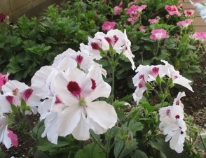 写真:花
